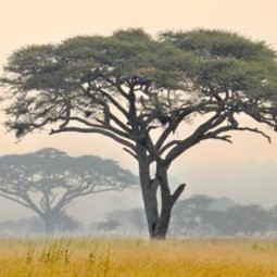 Rituel Sabi Sabi en Terre d'Afrique